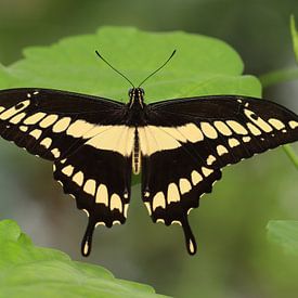 King's Swallowtail by Matthias Brix