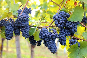Rode druiven aan de wijnstok van Rüdiger Rebmann