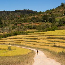Wandelen door de rijstvelden von Cindy Nijssen