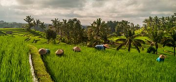 Panorama of workers in rice field Bali by Ellis Peeters