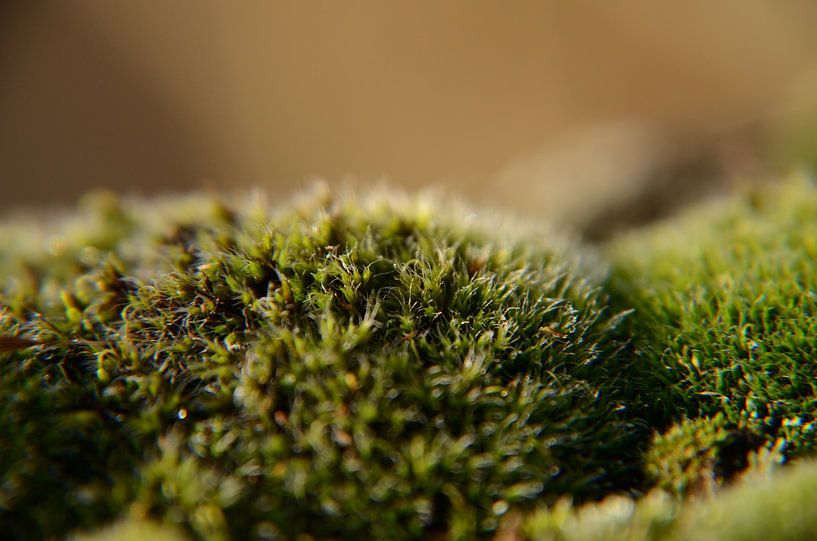 mos  by Matthias Erkelens