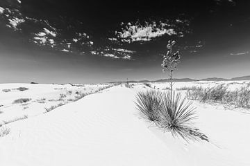 White Sands Impression | Monochroom van Melanie Viola