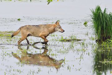 Loup gris européen sur Karin Jähne