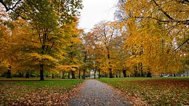 Le Haarlemmerhout en pleine gloire (d'automne) !