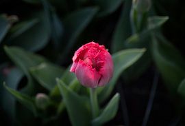 Tulip close-up by Egon Zitter