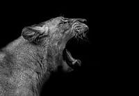 Lioness in low key