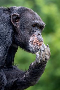 Chimpansee van Edwin Butter