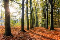 Zonsopkomst in de herfst in het bos von Dennis van de Water Miniaturansicht