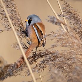 Bearded reedling 5 by Ard Jan Grimbergen