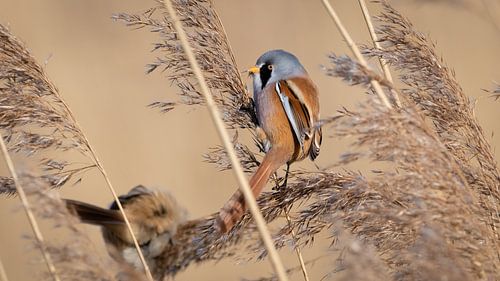 Bearded reedling 5