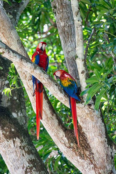 Papegaaien in een boom in Costa Rica van Kevin Pluk