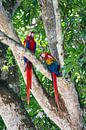 Papegaaien in een boom in Costa Rica van Kevin Pluk thumbnail