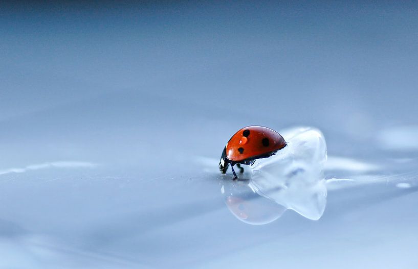 Ladybird by Marcel van Berkel