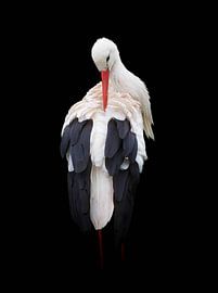 Der Storch, kein Vogel regt die Phantasie mehr an! von Marjon Woudboer