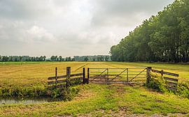 Closed gate on the edge of parched grassland by Ruud Morijn