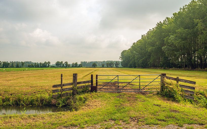 Closed gate on the edge of parched grassland by Ruud Morijn
