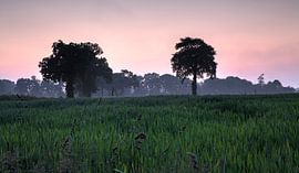 Cerisy-la-Forêt trees
