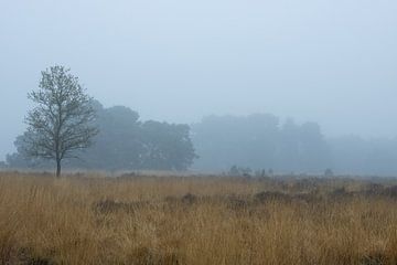 Foggy morning on the Regte Heide. by Bianca Ansems