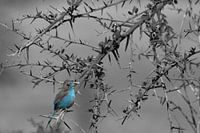 Faisan bleu, oiseau, Serengeti Tanzanie Afrique
