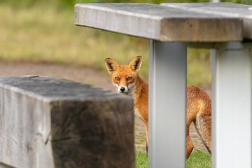 Fox at the picnic by Bas Groenendijk