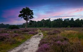 The heather in bloom, Loonse Drunense dunes by Nynke Altenburg