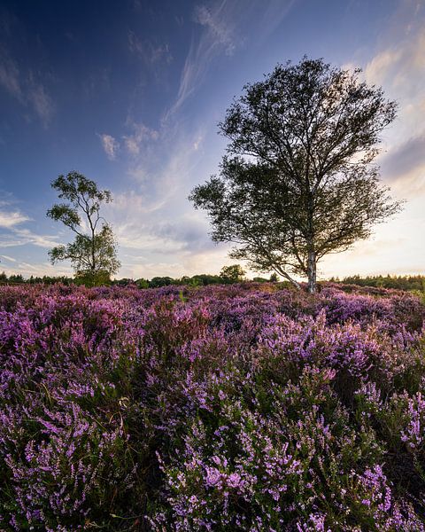 Zomers Heidelandschap bij Zonsondergang: Twee Bomen in een Betoverend Tafereel van Hevonax Photography