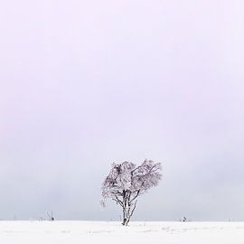 Winter Hoge Venen von Steven Hendrix