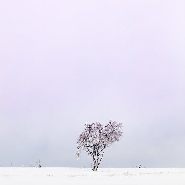 Winter Hoge Venen by Steven Hendrix