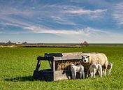 moeder schaap met lammetjes texel  van Texel360Fotografie Richard Heerschap thumbnail