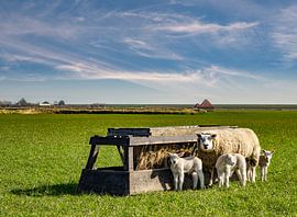 mother sheep with lambs texel  by Richard Heerschap Fotografie