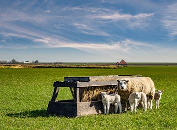 moeder schaap met lammetjes texel  van Texel360Fotografie Richard Heerschap