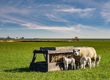 Mutterschaf mit Lämmern texel  von Texel360Fotografie Richard Heerschap