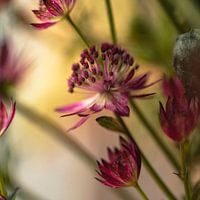 Blume #8