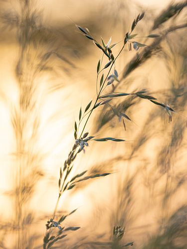 Golden morning