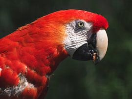 Ara : Ouwehands Dierenpark by Loek Lobel