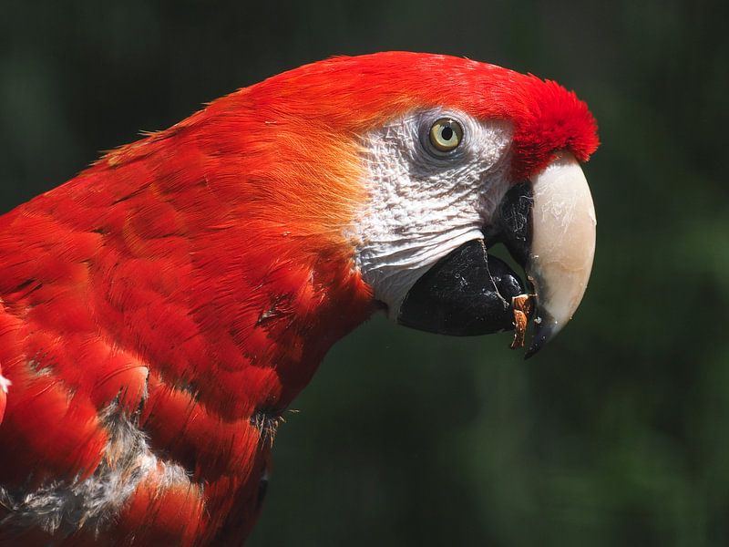 Ara : Ouwehands Dierenpark par Loek Lobel