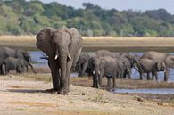 Elefanten des Chobe von GoWildGoNaturepictures Miniaturansicht