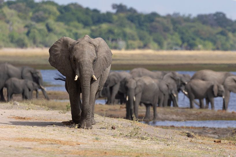 Elefanten des Chobe von GoWildGoNaturepictures