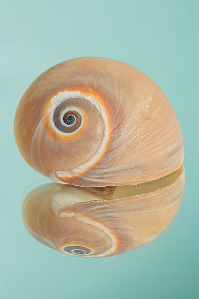 A snail shell with warm colours with a turquoise background by Marjolijn van den Berg