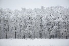 Snow trees