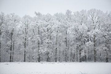 Sneeuwbomen van Wilco & Casper