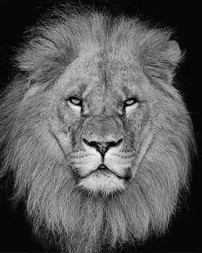 Porträt eines beeindruckenden Löwen von Patrick van Bakkum