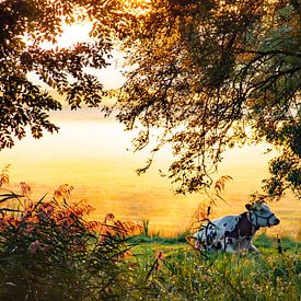 Une vache dans un pré du paysage néerlandais dans le brouillard d'automne sur Jacoline van Dijk