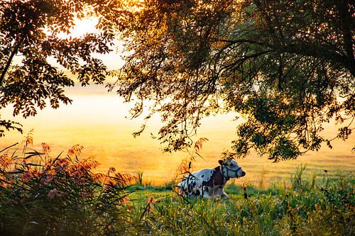 Koe in hollands landschap weiland in de herfstmist