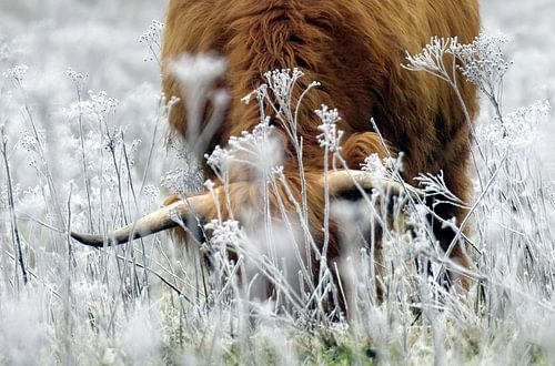 Schottische Highlander in Winterlandschaft von FrankB-Fotografie