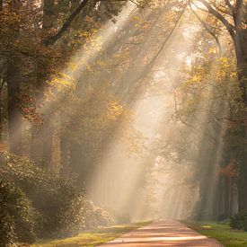 Autumn rays by Michel Schoneveld