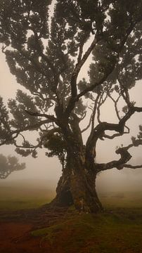 Mysterieus Fanal Forest met Mist en Koeien
