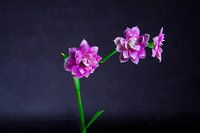 Purple flowers