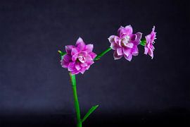 Purple flowers by IvdW Photography