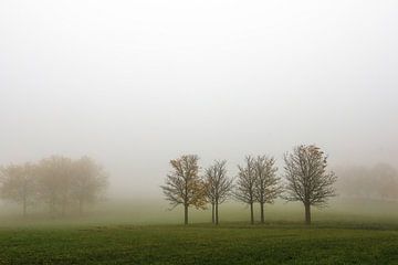 Bomen in de mist bij Hofgut Dauenberg bij Eigeltingen in Hegau van BlattArt - Christine Horn